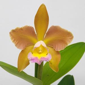 Rhyncholaeliocattleya Peach Cobbler