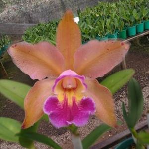 Rhyncholaeliocattleya Peach Cobbler