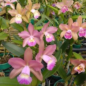 Rhyncholaeliocattleya Peach Cobbler