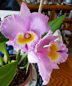 Rhyncholaeliocattleya Tickled Pink