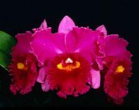 Rhyncholaeliocattleya Chatoyant