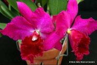 Rhyncholaeliocattleya Gordon Siu