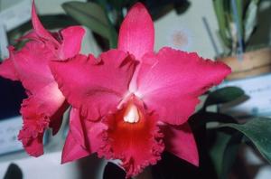 Rhyncholaeliocattleya Gordon Siu