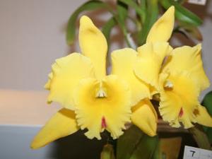 Rhyncholaeliocattleya Golden Square