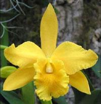 Rhyncholaeliocattleya Lemon Tree