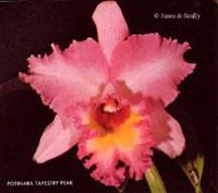 Rhyncholaeliocattleya Tapestry Peak