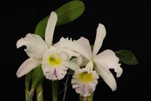 Rhyncholaeliocattleya DÃ©esse