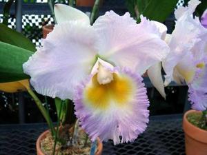 Rhyncholaeliocattleya Llano