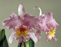 Rhyncholaeliocattleya Wonder Pink