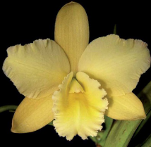 Rhyncholaeliocattleya Buttercup