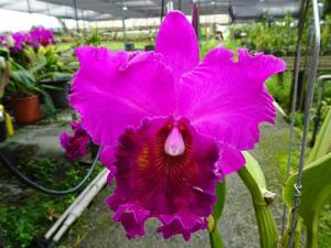 Rhyncholaeliocattleya Dark Waters