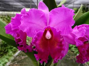 Rhyncholaeliocattleya Dark Waters