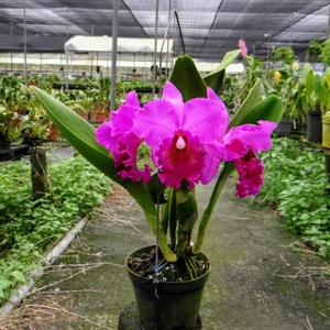 Rhyncholaeliocattleya Dark Waters