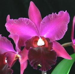 Rhyncholaeliocattleya Fort Watson