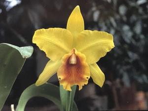 Rhyncholaeliocattleya Fortune