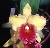 Rhyncholaeliocattleya Gift