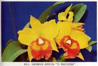 Rhyncholaeliocattleya George Angus