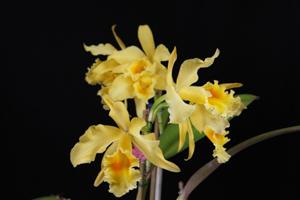 Rhyncholaeliocattleya Golden Sands (1970)