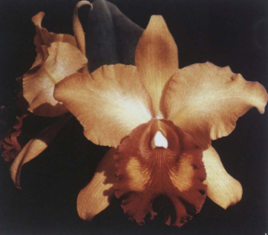 Rhyncholaeliocattleya Golden Queen