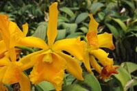 Rhyncholaeliocattleya Golden Galleon