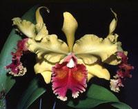 Rhyncholaeliocattleya Gloria Schmidt