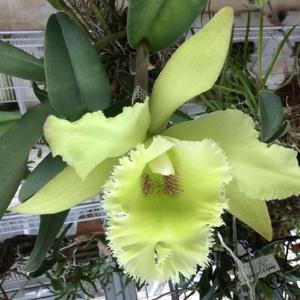 Rhyncholaeliocattleya Green-heart