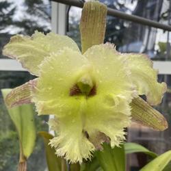 Rhyncholaeliocattleya Green-heart