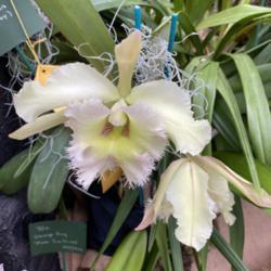 Rhyncholaeliocattleya Green-heart