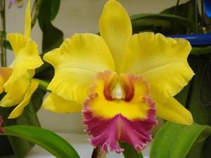 Rhyncholaeliocattleya Green Fantasy