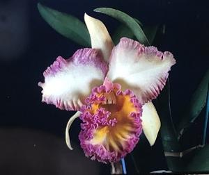 Rhyncholaeliocattleya Harlequin (1960)