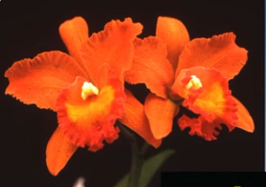 Rhyncholaeliocattleya Jewel-Glo