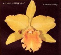 Rhyncholaeliocattleya Jewel Higdon