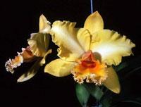 Rhyncholaeliocattleya Lorraine Malworth