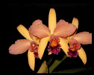 Rhyncholaeliocattleya Mellowglow