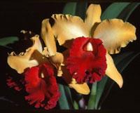 Rhyncholaeliocattleya Mellowglow