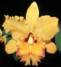 Rhyncholaeliocattleya Marita