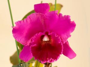 Rhyncholaeliocattleya Memoria Roselyn Reisman