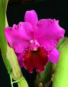 Rhyncholaeliocattleya Memoria Roselyn Reisman