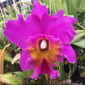 Rhyncholaeliocattleya Memoria Crispin Rosales