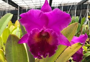 Rhyncholaeliocattleya Memoria Crispin Rosales