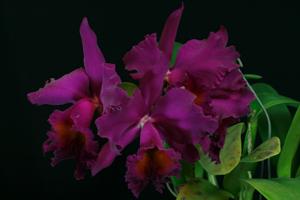 Rhyncholaeliocattleya Murray Spencer