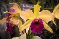 Rhyncholaeliocattleya Pimola