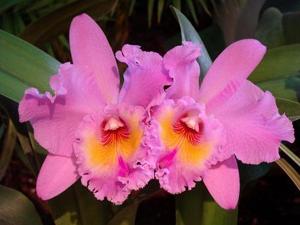 Rhyncholaeliocattleya Peggy O'Neill