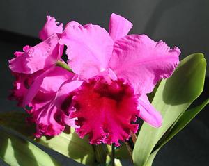 Rhyncholaeliocattleya South Ghyll