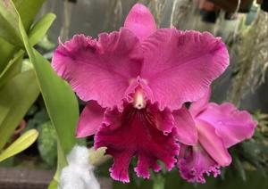 Rhyncholaeliocattleya Yonges Island