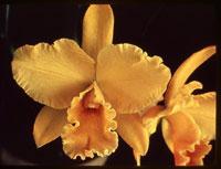 Rhyncholaeliocattleya Yellow Ball