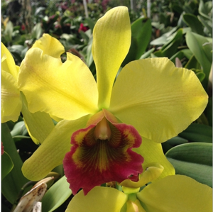 Rhyncholaeliocattleya Xanthette