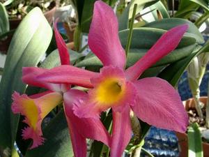 Rhyncholaeliocattleya Spitfire