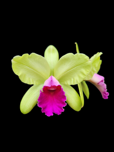 Rhyncholaeliocattleya Yen Surprise