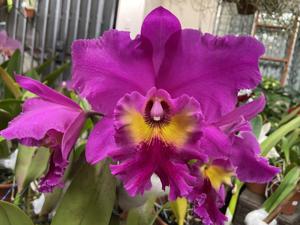 Rhyncholaeliocattleya King of Taiwan